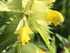 Rhinanthus alectorolophus