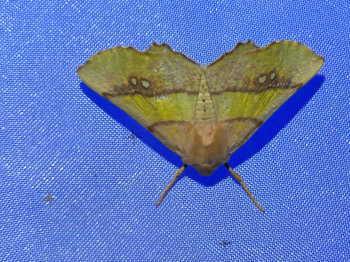 Eumera regina