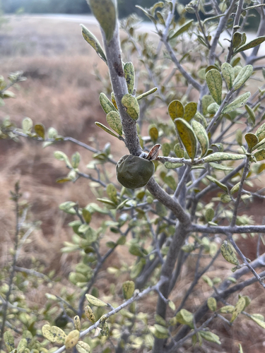 Texas Persimmon