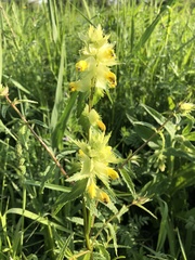 Rhinanthus alectorolophus