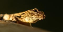 Chobe Dwarf Gecko photo 2