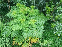 Daucus decipiens