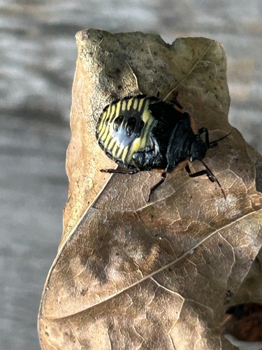 Green Stink Bug