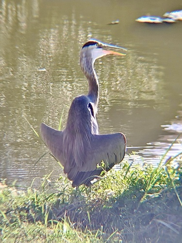 Great Blue Heron