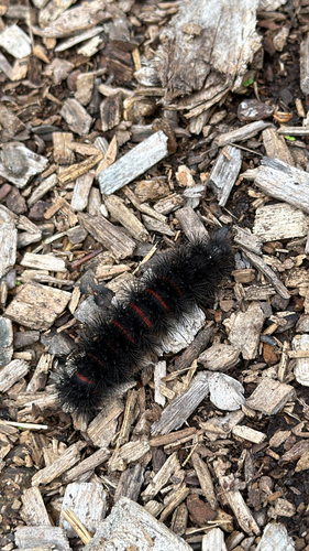 Giant Leopard Moth