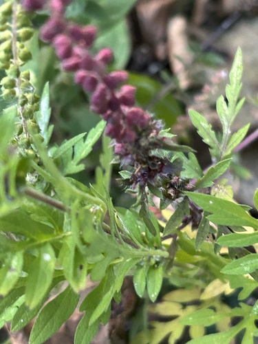 common ragweed