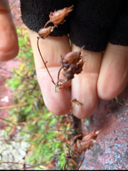 Saxifraga bronchialis, photograph (c) jjfeiler, some rights reserved (CC BY)