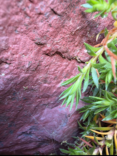 Saxifraga bronchialis, photograph 4