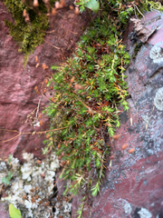 Saxifraga bronchialis