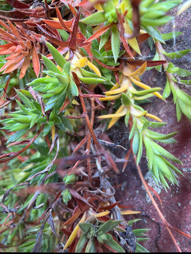 Saxifraga bronchialis, photograph 2