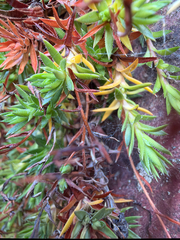 Saxifraga bronchialis, photograph (c) jjfeiler, some rights reserved (CC BY)