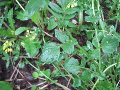 Barbarea vulgaris
