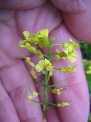 Barbarea vulgaris