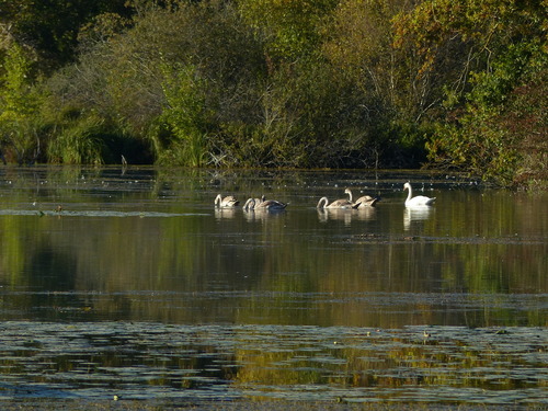 Mute Swan