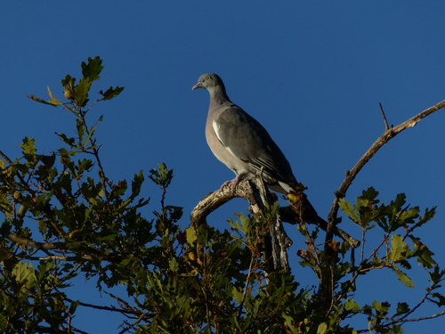 Common Wood-Pigeon
