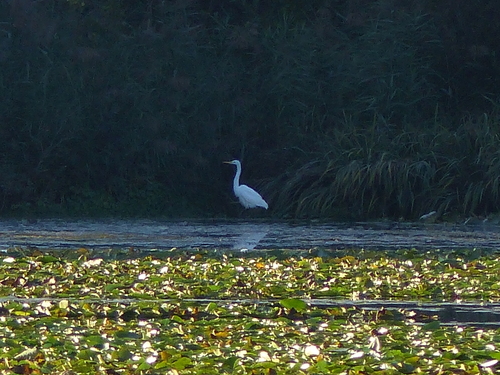 Great Egret