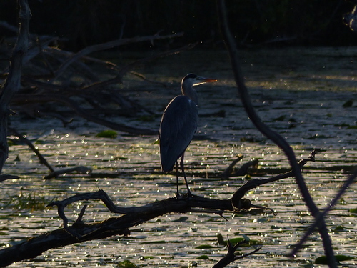 Grey Heron
