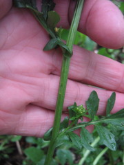 Barbarea vulgaris