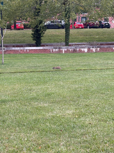 Groundhog