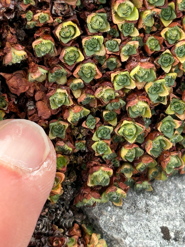 Saxifraga oppositifolia, photograph 3