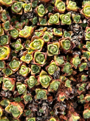 Saxifraga oppositifolia, photograph (c) scottj800, some rights reserved (CC BY)