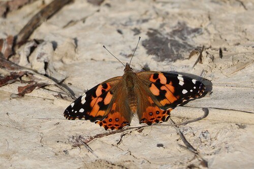 Painted Lady