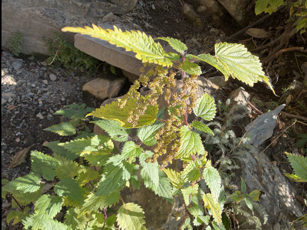 Urtica gracilis; photograph (c) jjfeiler, some rights reserved (CC BY)