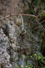 Tillandsia caput-medusae