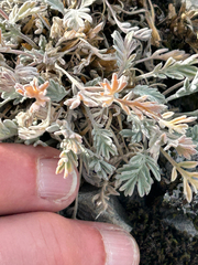 Smelowskia americana, photograph (c) scottj800, some rights reserved (CC BY)