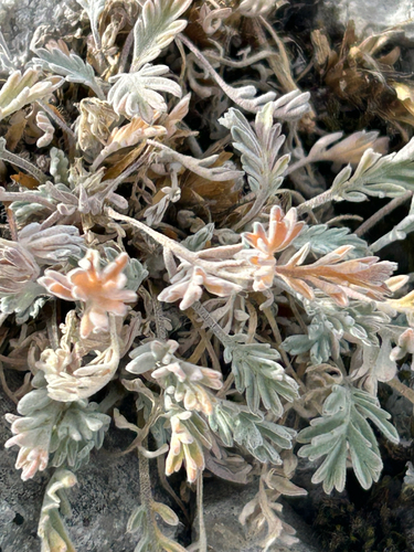 Smelowskia calycina, 2026-09-25