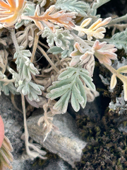 Smelowskia americana, photograph (c) scottj800, some rights reserved (CC BY)