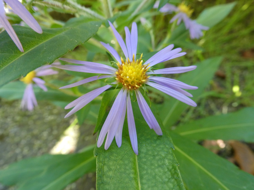 Symphyotrichum puniceum; photograph author not stated, no rights reserved