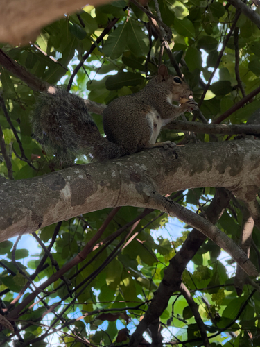 Eastern Gray Squirrel