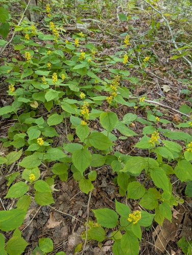 broad-leaved goldenrod