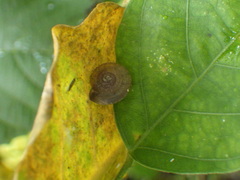 Dyakiidae