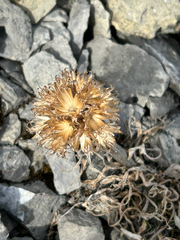 Saussurea nuda