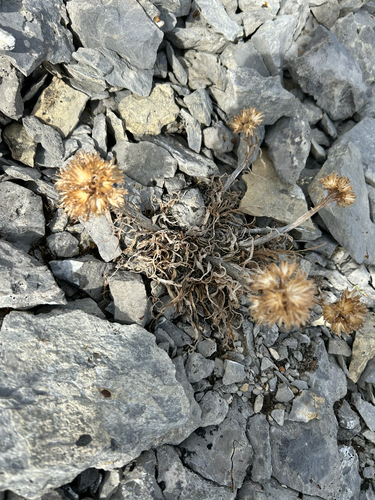 Saussurea nuda, photograph 2