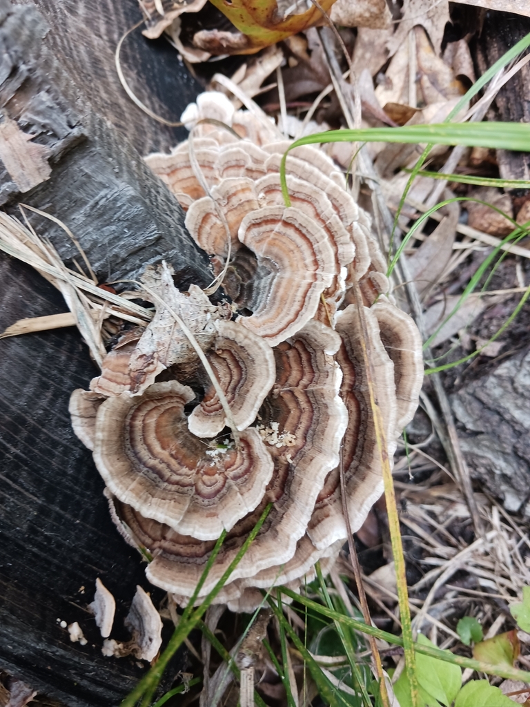 turkey-tail · September 2026 · photo: Photo: no rights reserved · iNaturalist