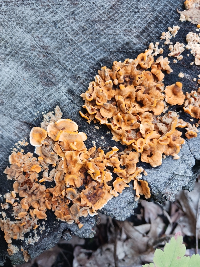 crowded parchment · September 2026 · photo: Photo: no rights reserved · iNaturalist