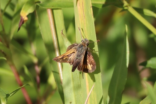 Peck's Skipper