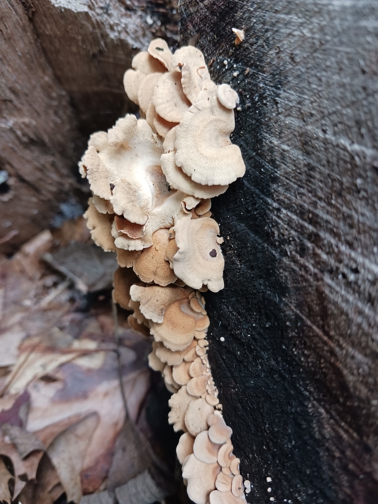 Luminescent Panellus · September 2026 · photo: Photo: no rights reserved · iNaturalist