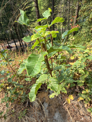 Toxicodendron diversilobum, photograph 5