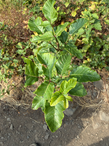 Toxicodendron diversilobum, photograph 4