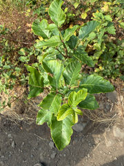Toxicodendron diversilobum, photograph (c) jjfeiler, some rights reserved (CC BY)