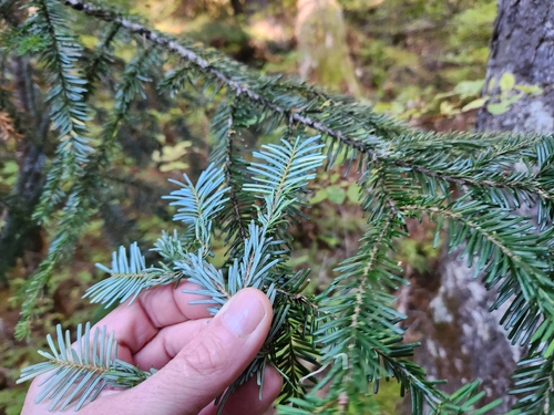 Abies amabilis