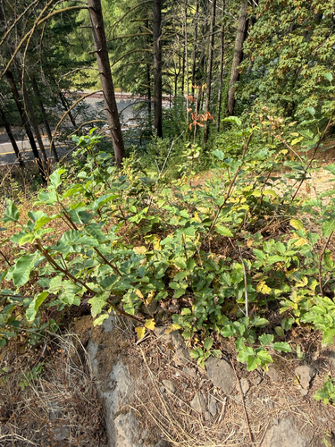 Toxicodendron diversilobum, photograph 6