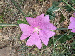 Malva alcea