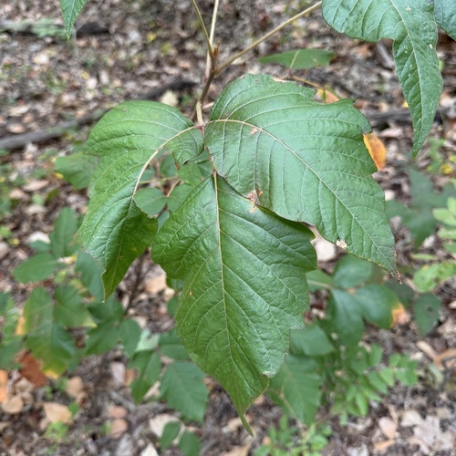 Toxicodendron radicans, photograph 5