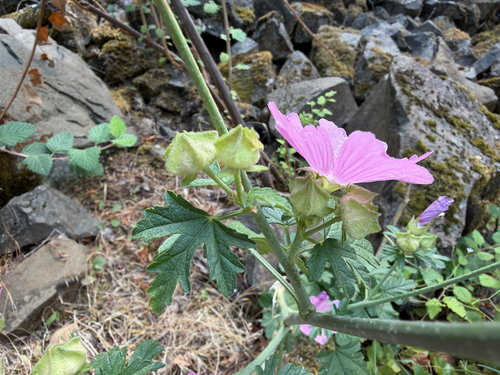 Malva alcea, photograph 1