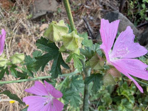 Malva alcea, photograph 2